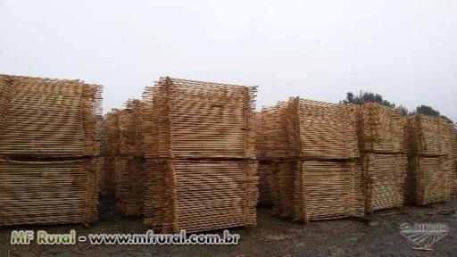 Madeira pinus Imagem Madeira pinus