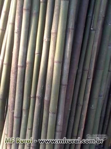 Estacas Bambu para tomate e vage Imagem Estacas Bambu para tomate e vage