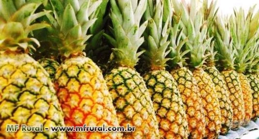 Sucos Concentrados e Polpa de Frutas em Tambores Imagem Sucos Concentrados e Polpa de Frutas em Tambores