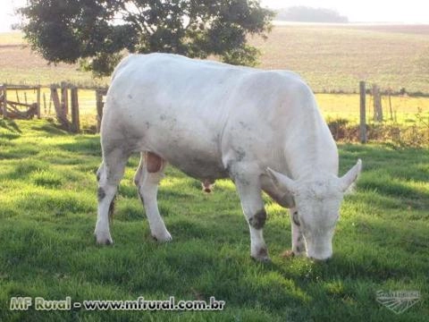 Touros Canchim Imagem Touros Canchim