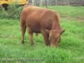 Touros Angus Imagem Touros Angus