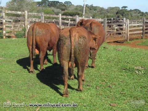 Touros Angus Imagem Touros Angus