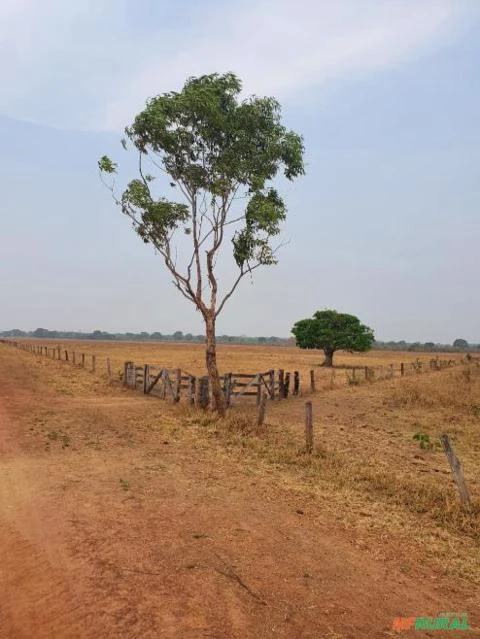 Fazenda no Mato Grosso