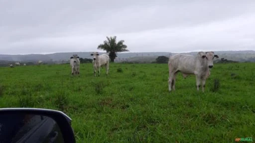 Fazenda para pecuária no Mato Grosso