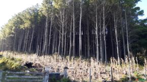 Floresta de pinus Taeda com 32.000 Arvores