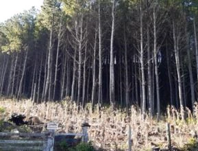 Floresta de pinus Taeda com 32.000 Arvores