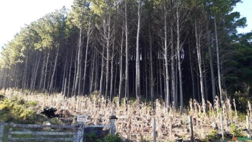 Floresta de pinus Taeda com 32.000 Arvores