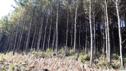 Floresta de pinus Taeda com 32.000 Arvores