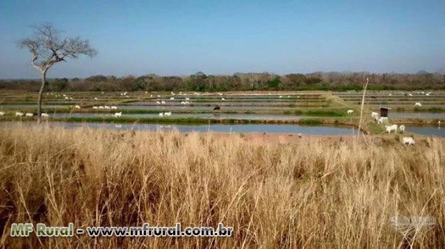 Procuro investidor para Fazenda de psicultura e pecuária