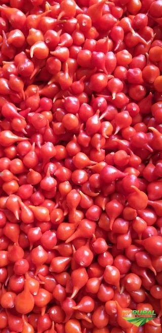 Pimenta biquinho Imagem Pimenta biquinho