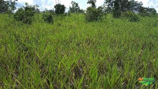 Fazenda próxima a cidade de Rondonópolis