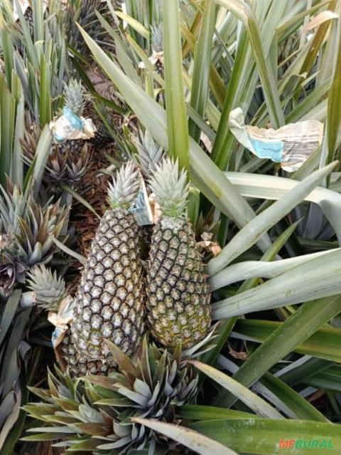 Abacaxi Imagem Abacaxi