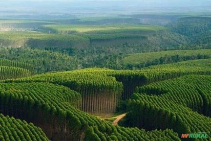 Procuro floresta Eucalipto Imagem Procuro floresta Eucalipto