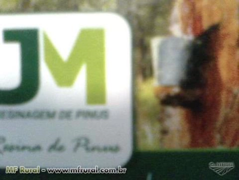 Arrendamento de florestas de pinus para extração de resina Imagem Arrendamento de florestas de pinus para extração de resina