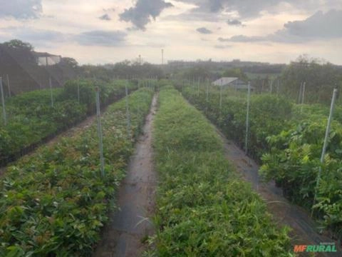 Mudas nativas Imagem Mudas nativas