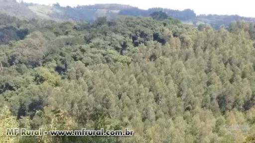 Área 70.000 ( setenta mil ) alqueires (  MATA ATLÂNTICA ) s.p.