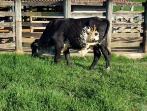 Novilhas / Vacas  Girolando e Gir Leiteiras e Reprodutores