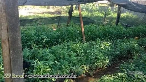 MUDAS DE ERVA MATE Imagem MUDAS DE ERVA MATE