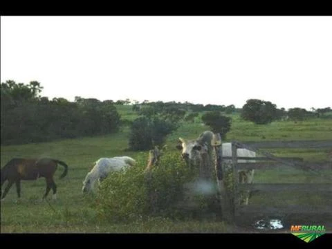 Imperdivel oferta fazenda super barata 1.040alq sul do Tocantins