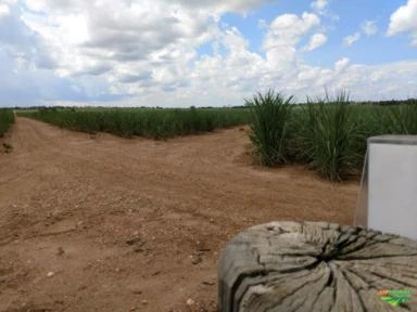 Fazenda em cana com renda Barbada!