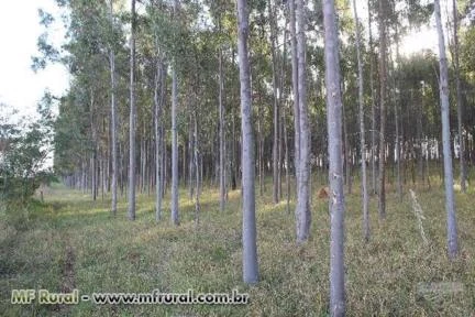 MADEIRA DE EUCALIPTO CITRIODORA COM MAIS DE 8 ANOS PARA TRATAMENTO. REGIÃO DE QUATÁ - SP