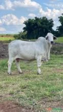 Vaca Brahman PO - Genética Casa Branca