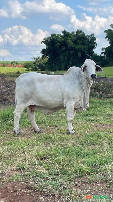 Vaca Brahman PO - Genética Casa Branca Imagem Vaca Brahman PO - Genética Casa Branca