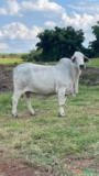 Vaca Brahman PO - Genética Casa Branca Imagem Vaca Brahman PO - Genética Casa Branca