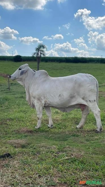 Imagem Vaca Brahman PO - Genética Casa Branca Imagem Vaca Brahman PO - Genética Casa Branca