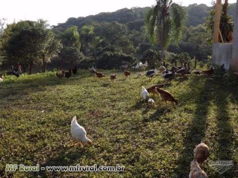 Venda Hotel Fazenda Corcovado em Guaraqueça