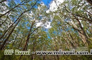 COMPRO TORAS DE TECA TECTONIA GRANDIS Imagem COMPRO TORAS DE TECA TECTONIA GRANDIS