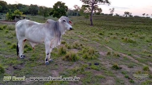 Touros Tabapuã Imagem Touros Tabapuã