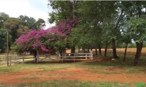 FAZENDA À VENDA 150 ha - ARAÇOIABA DA SERRA - SP