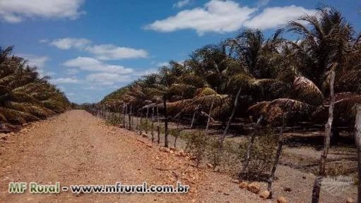 Coco Verde Imagem Coco Verde