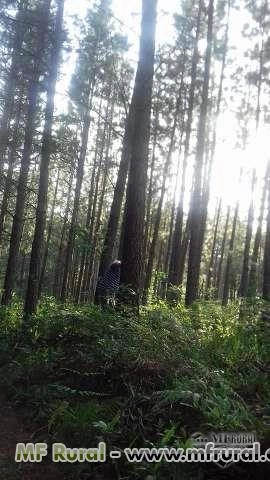 Imagem Plantacão de pinus Imagem Plantacão de pinus