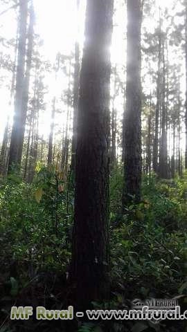 Imagem Plantacão de pinus Imagem Plantacão de pinus