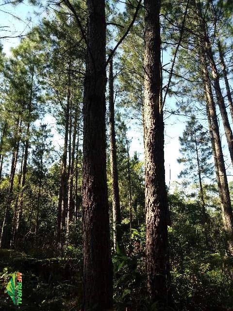 Plantacão de pinus