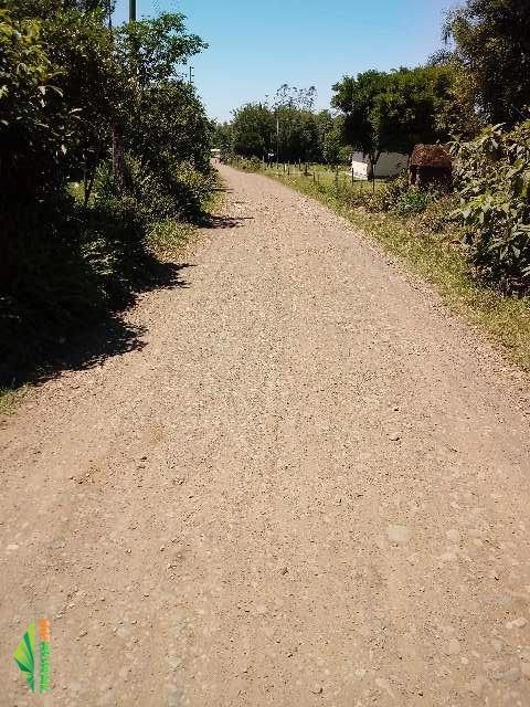 Imagem Plantacão de pinus Imagem Plantacão de pinus