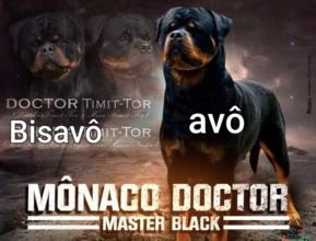 Rottweiler linhagem Doctor Timit Tor Leste Europeu.