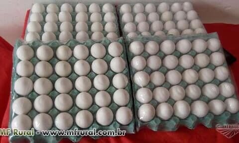 Vendo Ovos de Galinha Extra Branco em São Carlos SP à venda. 226543