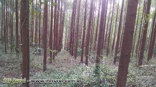 VENDEMOS 130 HECTARES DE EUCALIPTOS GRANDIS, UROGRANDIS E GRANCAM.