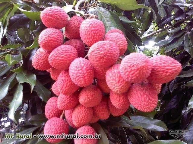 Lichia Fruta Imagem Lichia Fruta