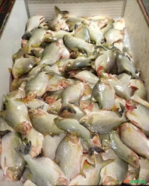 venda de peixe tabatinga pronto para abate de 2kg a 05kg