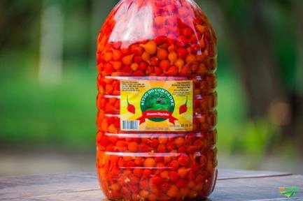 Pimenta biquinho Imagem Pimenta biquinho