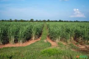 Fazenda arrendada  usina cana açúcar