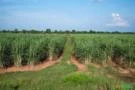 Fazenda arrendada  usina cana açúcar