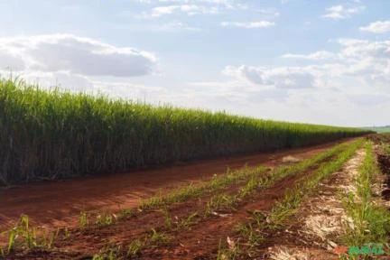 Fazenda arrendada  usina cana açúcar