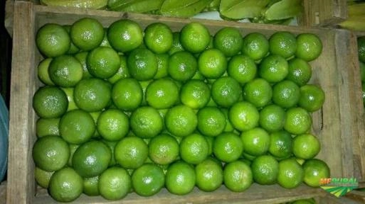 Limão taiti Imagem Limão taiti