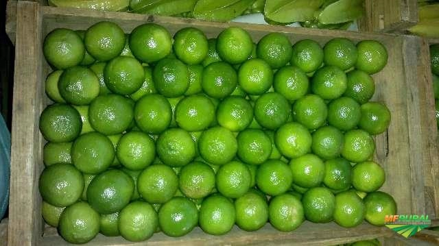 Limão taiti Imagem Limão taiti