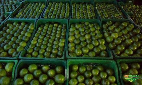 Imagem Limão taiti Imagem Limão taiti